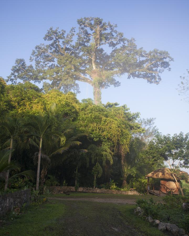 San Felipe  Cotton Tree Lodge المظهر الخارجي الصورة