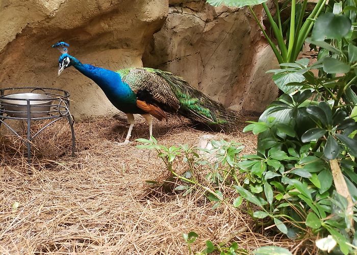 Discovery Cove photo