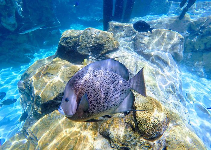 Discovery Cove photo