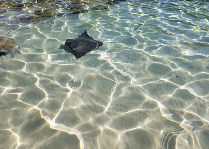 Discovery Cove photo