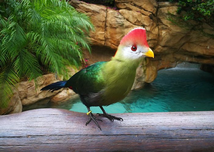 Discovery Cove photo