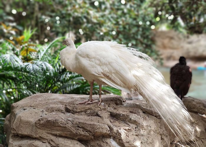Discovery Cove photo