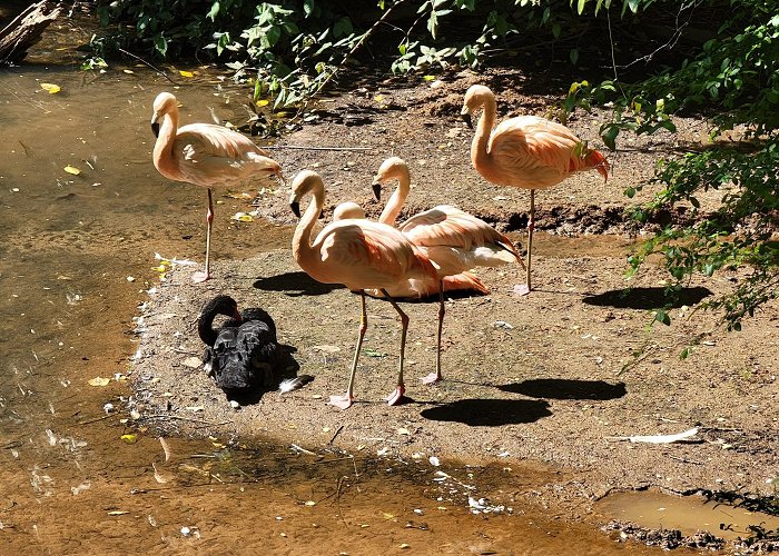 Greenville Zoo photo