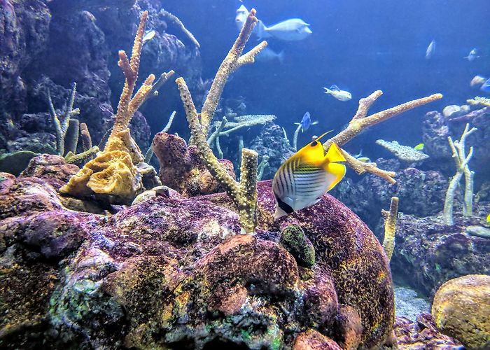 Seattle Aquarium photo