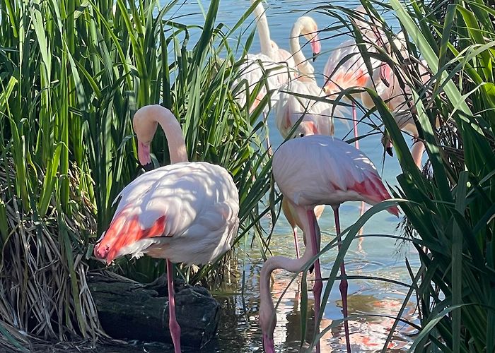 L'Oceanogràfic photo