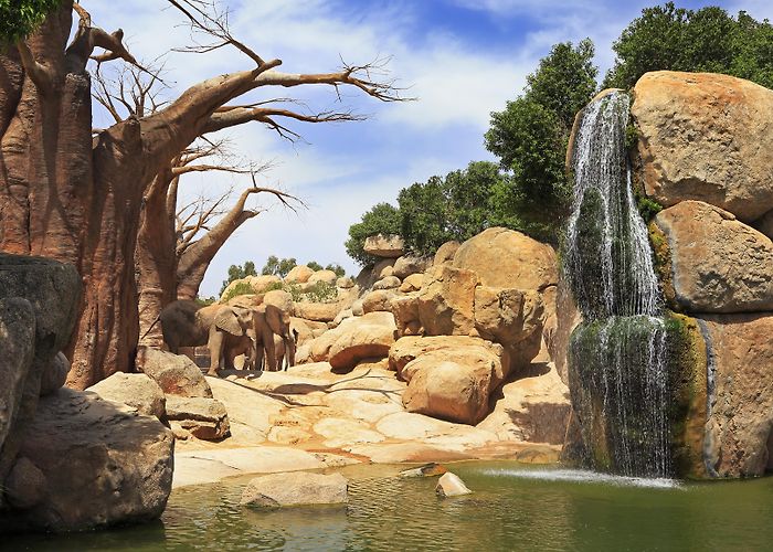 Bioparc Valencia photo
