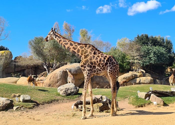 Bioparc Valencia photo