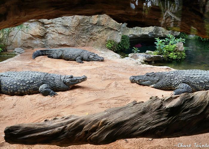 Bioparc Valencia photo