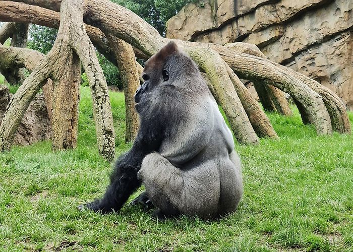 Bioparc Valencia photo