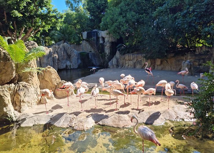 Bioparc Valencia photo