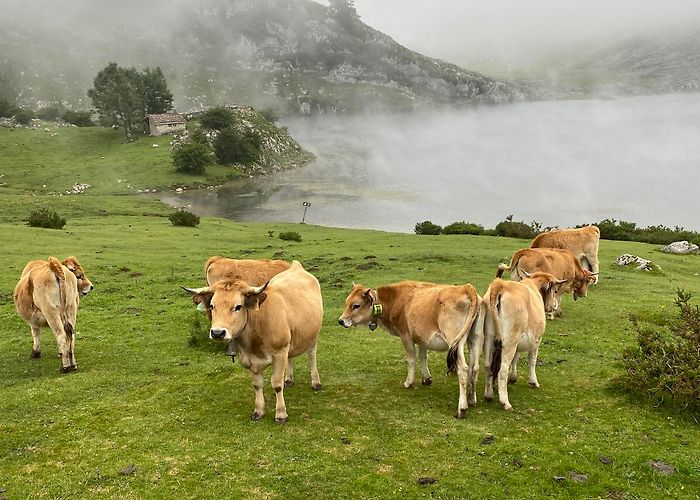 Lakes of Covadonga photo