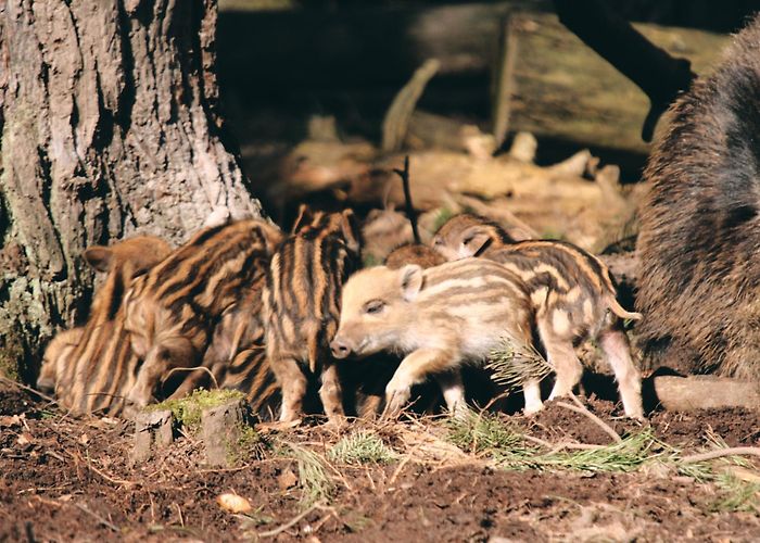 Wildpark "Alte Fasanerie" Klein-Auheim Wildpark Alte Fasanerie - Kleine Ausflugshelden photo