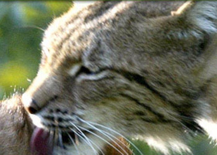 Tierpark Suhl Tierpark-Suhl.eu - Willkommen photo