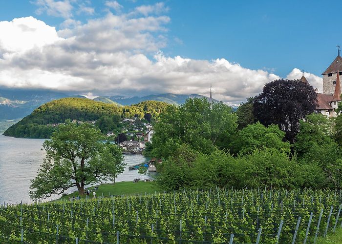 Spiez Castle Spiez castle on lake Thun, Spiez, Bernese Oberland, Switzerland ... photo
