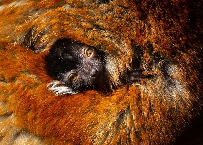Zoo Planckendael Third black lemur is born at ZOO Planckendael photo