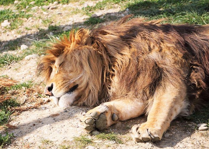 WALTER ZOO AG Walter Zoo AG Gossau - st.gallen-bodensee.ch - EN photo