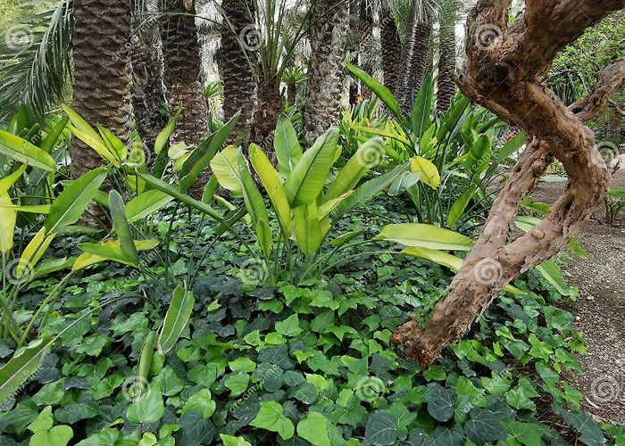 Huerto del Cura Garden Tropical Garden in Elche, Spain. Huerta Del Cura Landscape Design ... photo