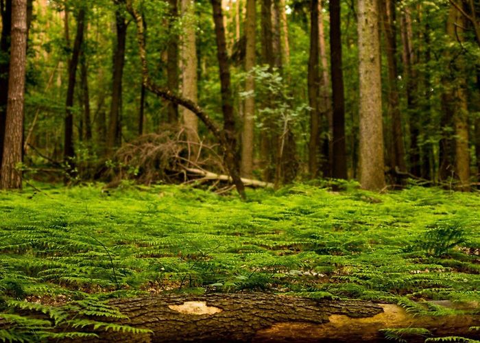 Culture and Congress Centre Gera Visit Gera: 2024 Travel Guide for Gera, Thuringia | Expedia photo