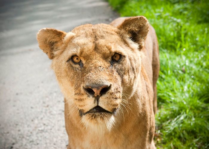 knowsley safari park View our Safari Park Entry Prices | Knowsley Safari photo