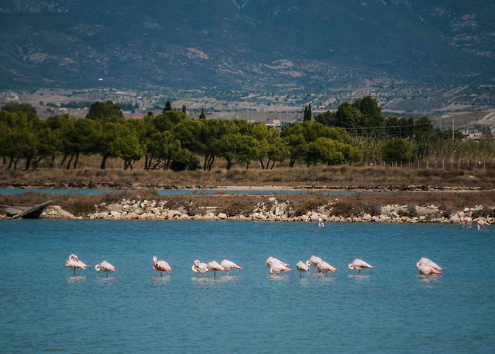 Molentargius Natural Park Do they speak English in Cagliari? - Savoring Italy photo