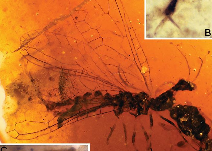 Soplao Cave Snakefly diversity in Early Cretaceous amber from Spain ... photo