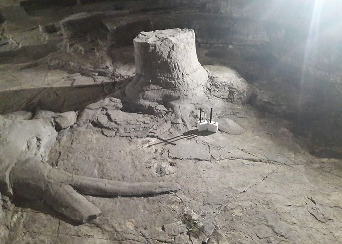 Fossil Grove Fossil Grove Glasgow - A Grove of Fossil Trees in Glasgow's ... photo