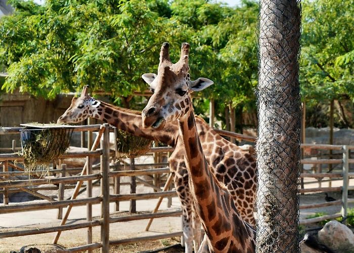 Terra Natura Terra Natura Murcia zoo and water park tickets | musement photo