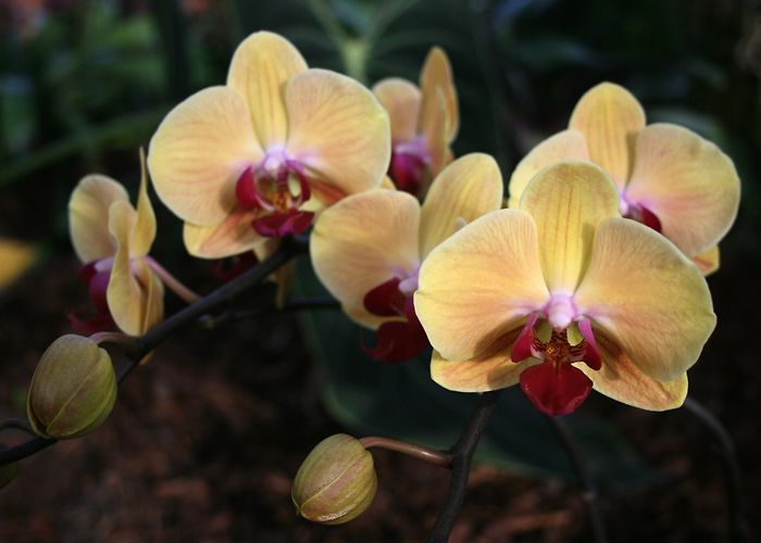 Tropic House Alpine bananas - SWI swissinfo.ch photo