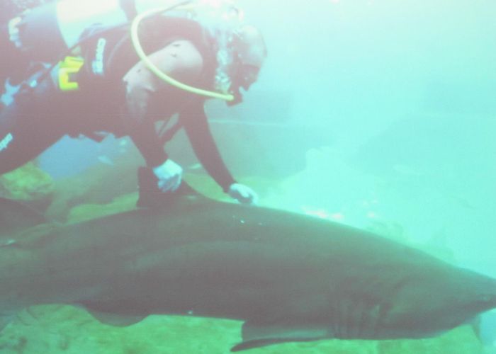 Seville Aquarium Fishy business: Seville's new aquarium - Scribbler in Seville photo