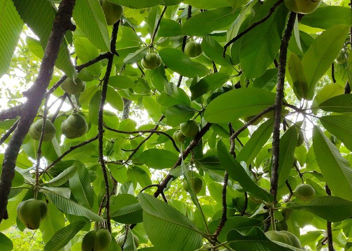 Parque Estadual do Jaraguá elephant apple (Dillenia indica) · iNaturalist photo