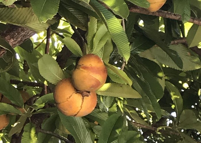 Parque Estadual do Jaraguá elephant apple (Dillenia indica) · iNaturalist photo