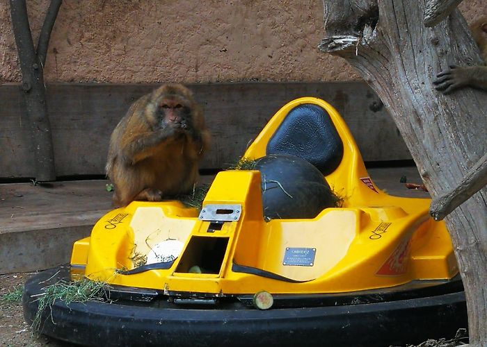 Erlebniswelt Seeteufel Erlebniswelt Seeteufel, Zoo in Studen - search.ch photo