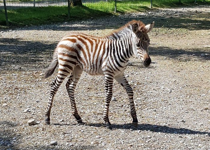 Erlebniswelt Seeteufel Erlebniswelt Seeteufel, Zoo in Studen - search.ch photo