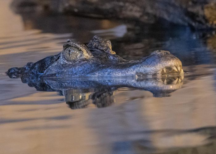 Erlebniswelt Seeteufel Seeteufel, Studen | Tourism Biel Seeland (CH) | Zoo photo