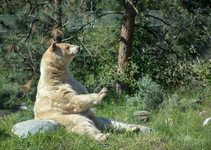 British Columbia Wildlife Park 6 Travel Trade Ready Attractions in Kamloops photo