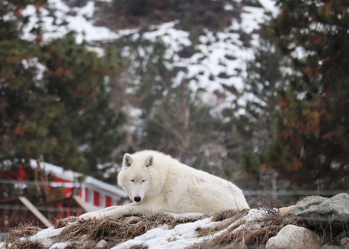 British Columbia Wildlife Park This is what winter is like at the BC Wildlife Park (PHOTOS ... photo
