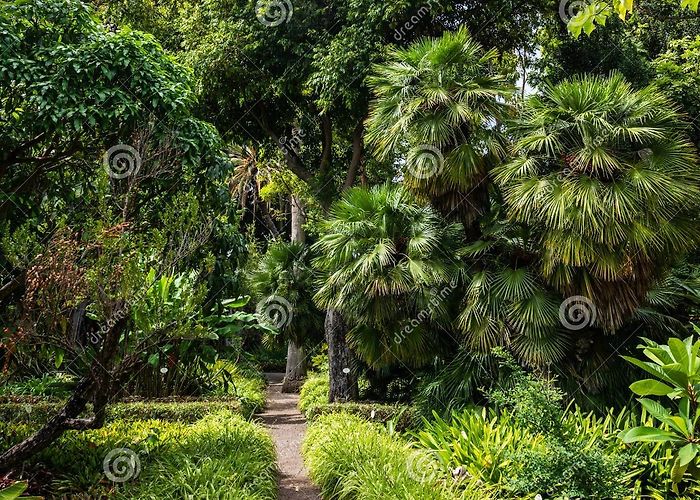 Botanical Gardens Botanical Garden of Puerto De La Cruz, Tenerife Stock Photo ... photo