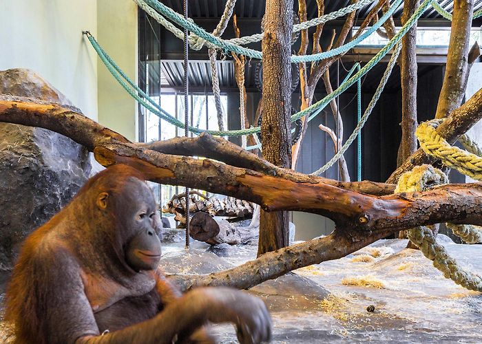 Barcelona Zoo Installations for Orangutans at Barcelona Zoo - Forgas Arquitectes ... photo