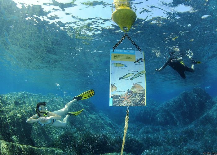 Le Sentier Sous-Marin de Cerbere-Banyuls Les 5 sentiers sous-marins à découvrir en France - Le Var photo