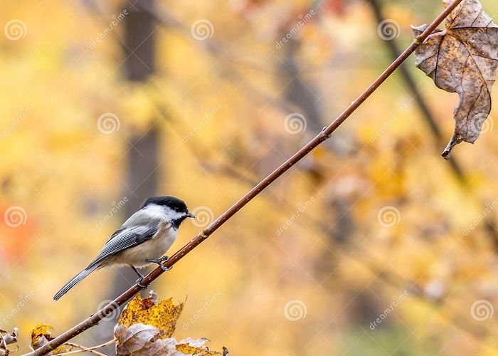 Mille Iles River Park Rosemere Stock Photos - Free & Royalty-Free Stock Photos from ... photo