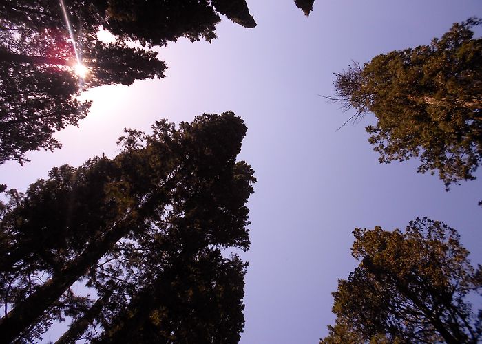 Tree Experience Tree experience in Florence - zip-lining & spider-monkey moves ... photo