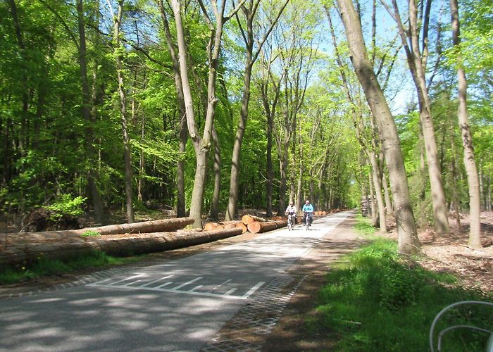 Natuurdiorama Holterberg Sallandse Heuvelrug photo