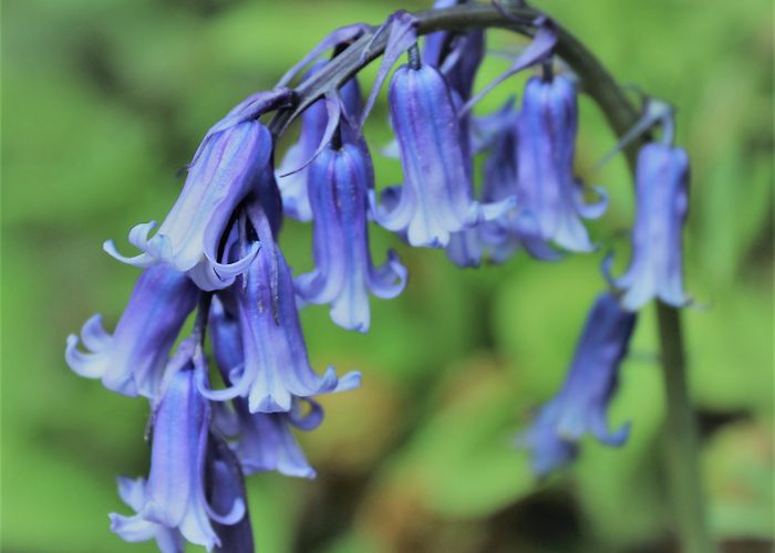 Blackdown Rings Wossname Blog | The blog by, you know, him, Wossname. photo