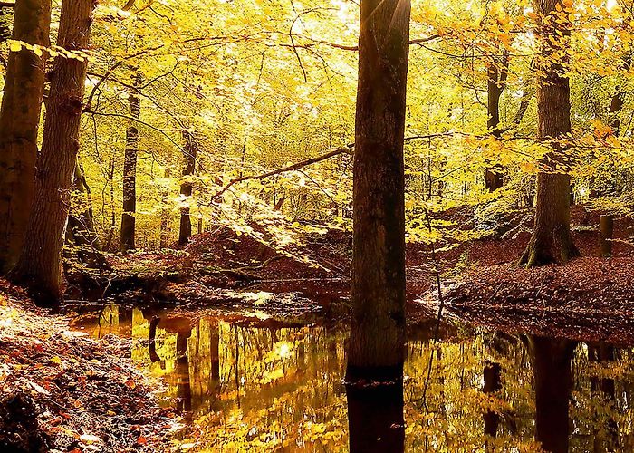 Hoeve Kakelbont Hollands Glorie 2021-5 by Credits Media - Issuu photo