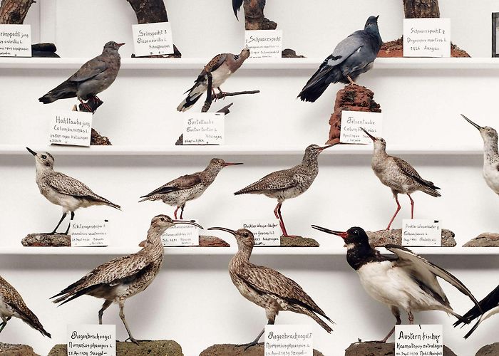 Museum Stemmler Museum Stemmler - Schaffhauserland Tourism photo