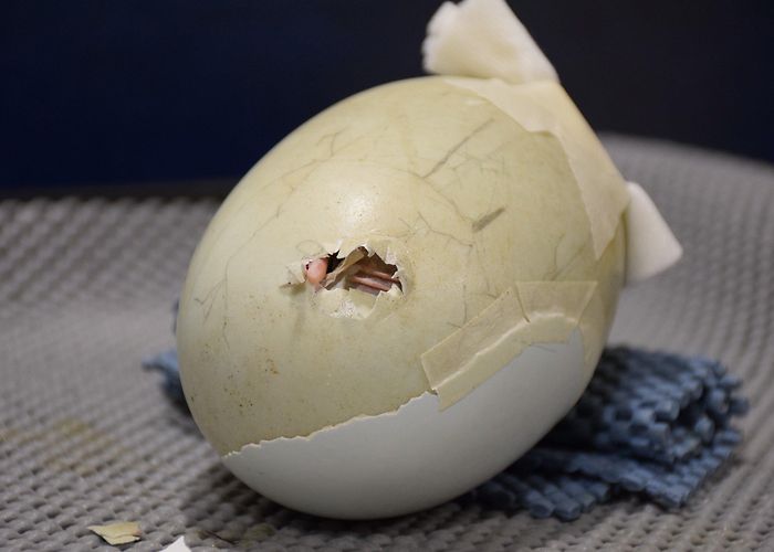 Rainbow Springs Nature Park and Kiwi Encounter Wildlife Officials Save Baby Kiwi in 'Severely Cracked' Egg by ... photo