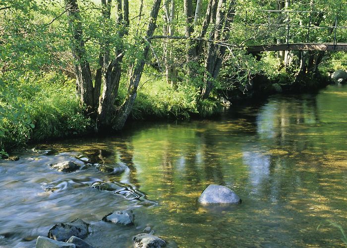 Cigoland illwald nature reserve in the Selestat Ried area in Alsace ... photo