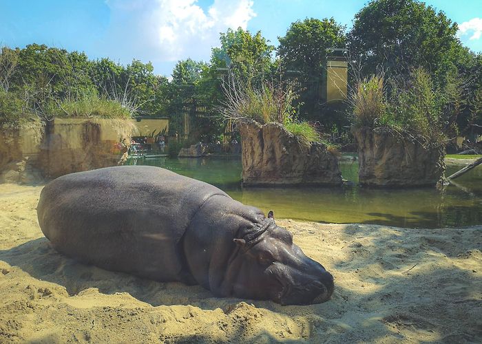 Schönbrunn Zoo Top 15 Magnificent Animals in Schönbrunn Zoo & Their Conservation ... photo