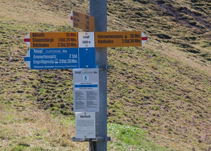 Luegli Susan Waite - Swiss Alps in summer photo