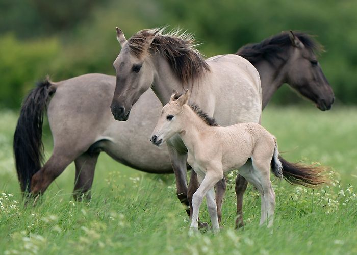 Wicken Fen National Nature Reserve Konik foals and Highland calves brought in to help manage nature ... photo